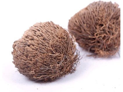 1149 2 ruze z jericha 10