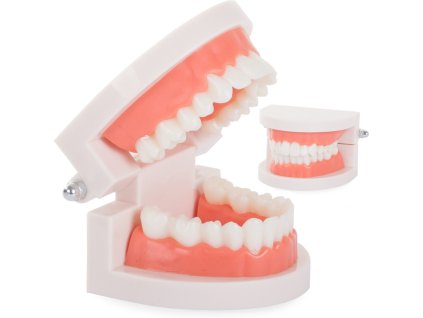 17502 6 model lidskeho chrupu 7