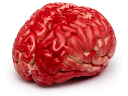 17673 1 umely krvavy mozek 2