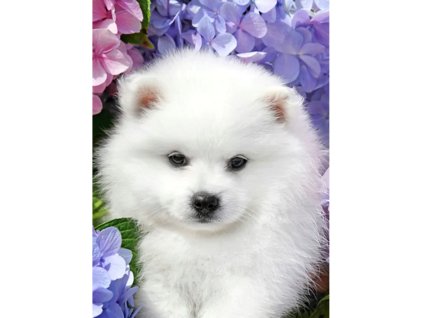 17856 2 diamantove malovani 5d stenatko 2