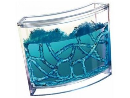 749 mravenci akvarium ant quarium domaci mraveniste blue 1
