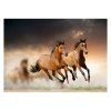 Obraz na plátně 'Koně' - 70 x 110 cm
