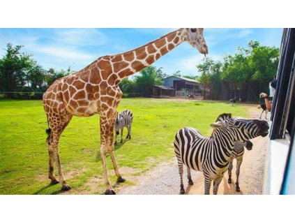 Safari Dvůr Králové