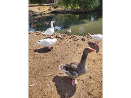 Zvířátkov Olešná u Hořovic