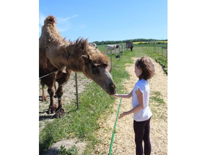 emka a velbloud 768x928