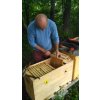 kontrola včelstva v ležanu