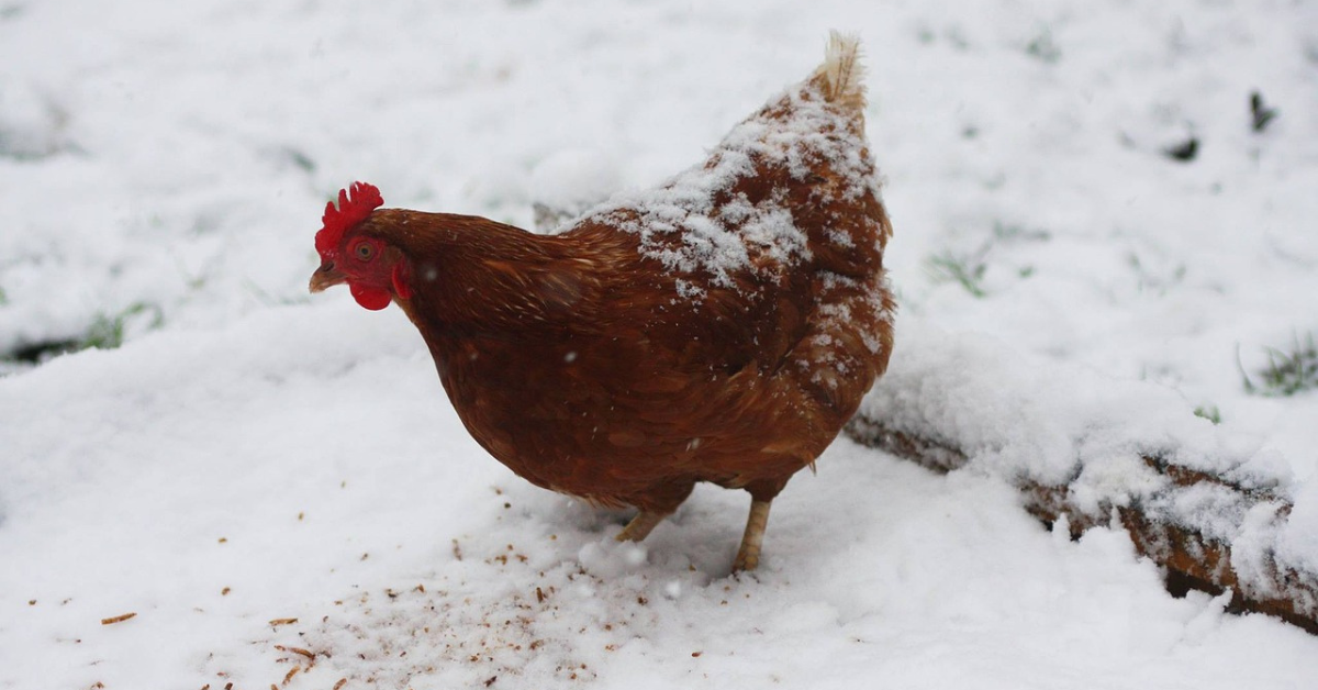 Prečo je zateplený kurín pre sliepky v zime taký dôležitý
