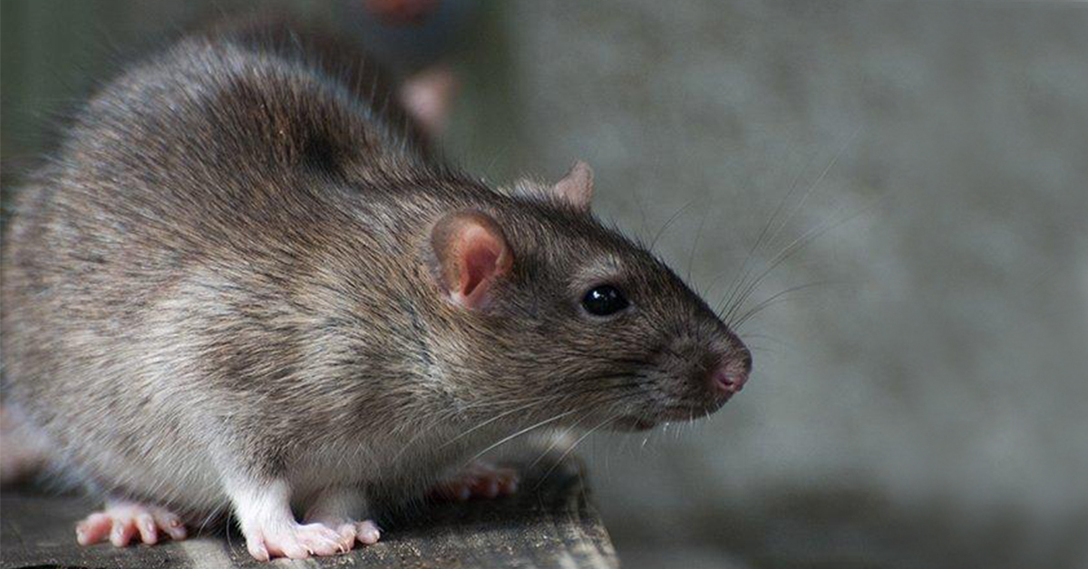 Ako sa zbaviť potkanov? Máme účinné typy!