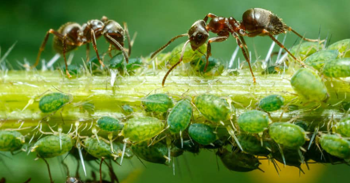 Ako sa zbaviť mravcov na záhrade?