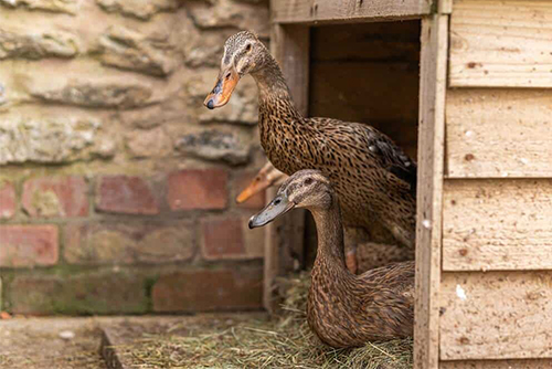 Domček pre kačky a husi DUCK TOWN