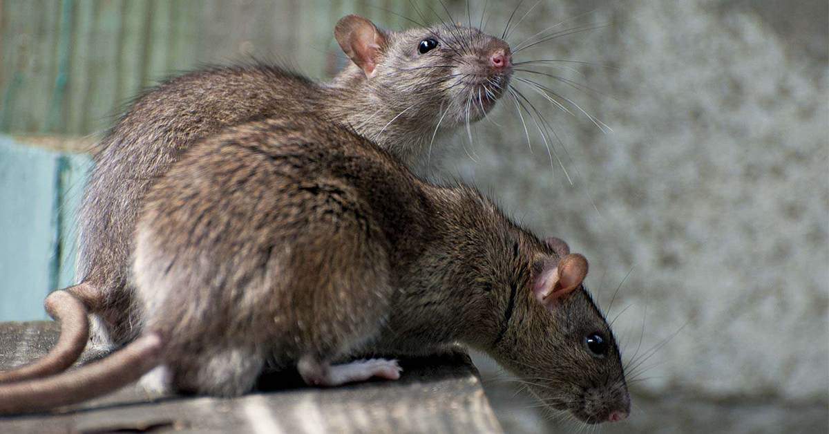 Problém s myšami a potkanmi? Siahnite po odpudzovači