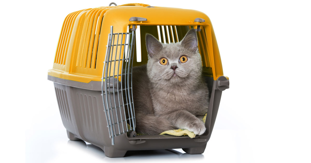 Ako vybrať prepravný box pre mačky