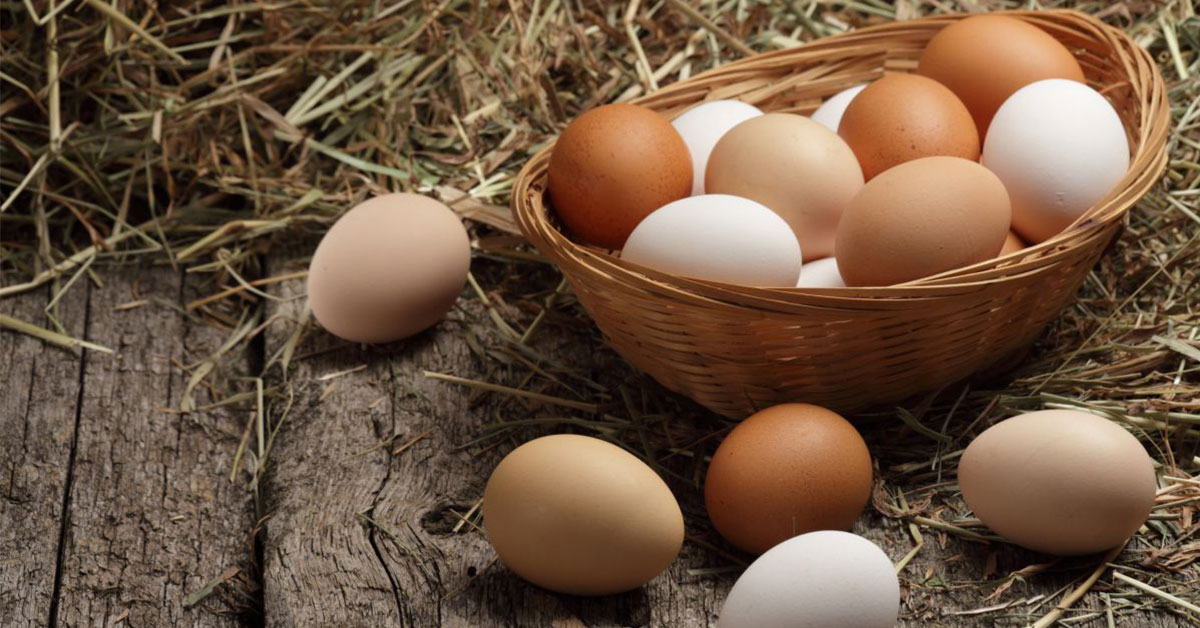 Znáškové hniezdo pre čisté a nepoškodené vajcia