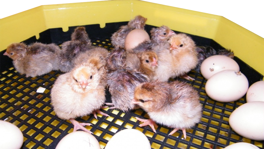 Inkubácia vajec u liahne CLEO