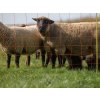 sit pro elektricky ohradnik pro ovce kerbl 27901 90cm x 50m 2 hroty oranzova 3