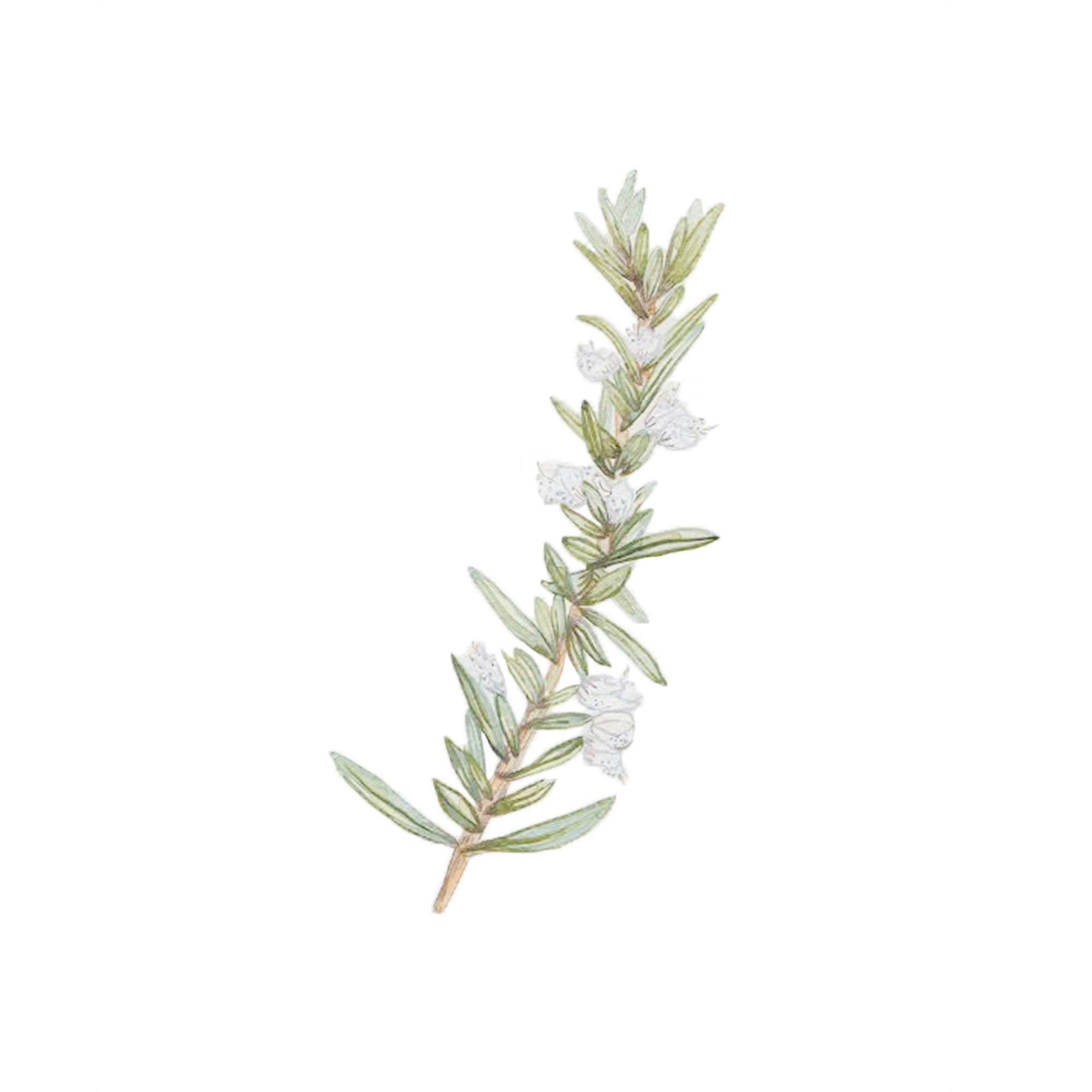 ROSEMARY-2