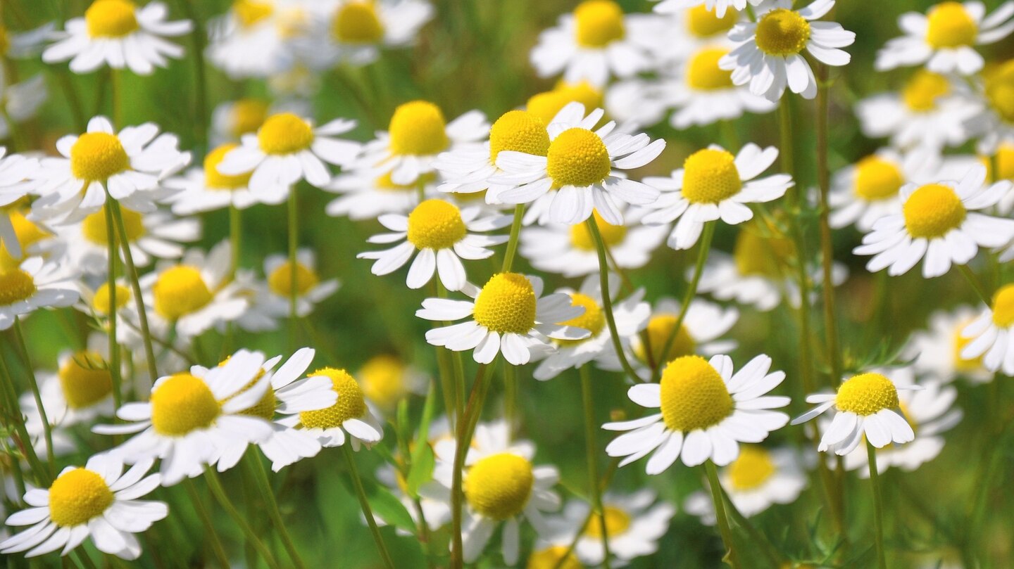 chamomile-796381-1920