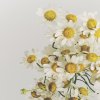 1x1 SK AARC Chamomile cluster