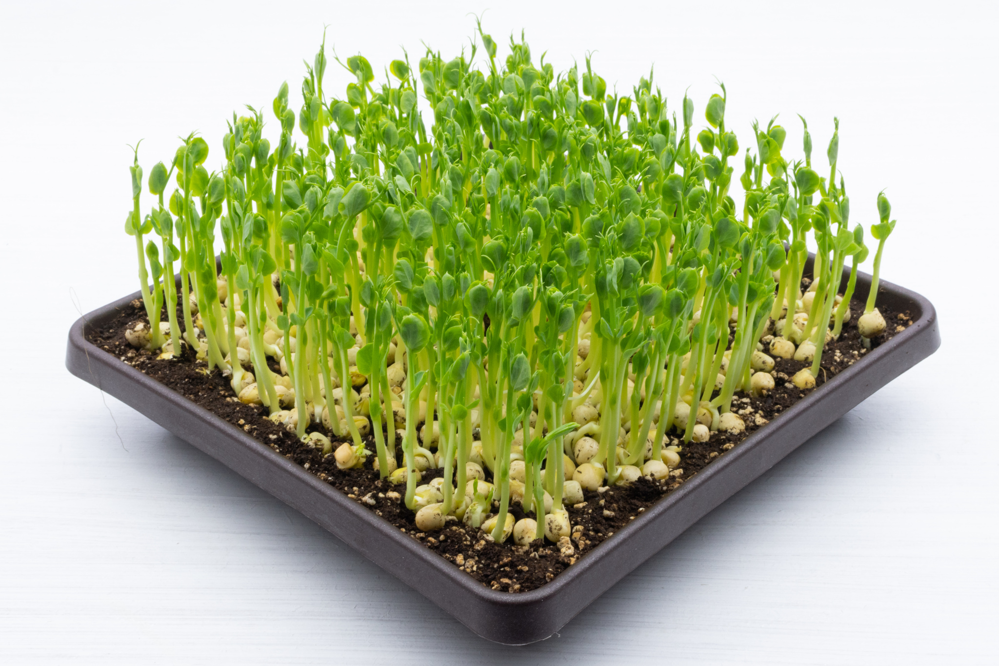 Co je microgreens?