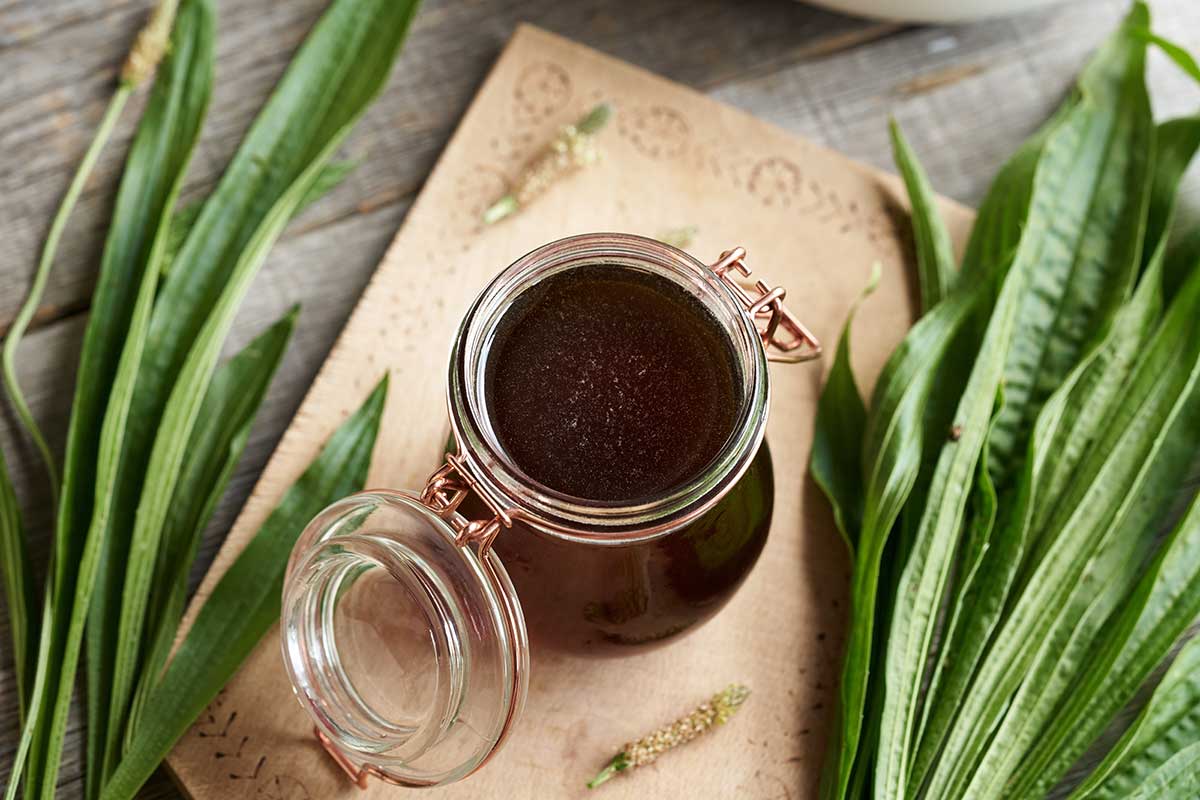 Domáci skorocelový sirup - prírodný liek proti kašľu