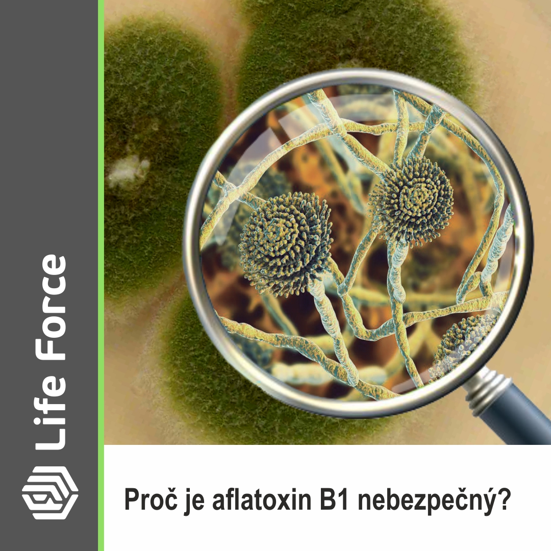 Афлатоксины_чеш_01