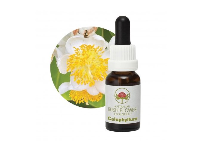 calophyllum