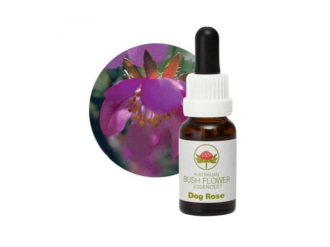 dog rose