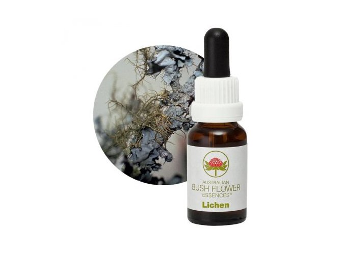 lichen