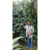 barahona1