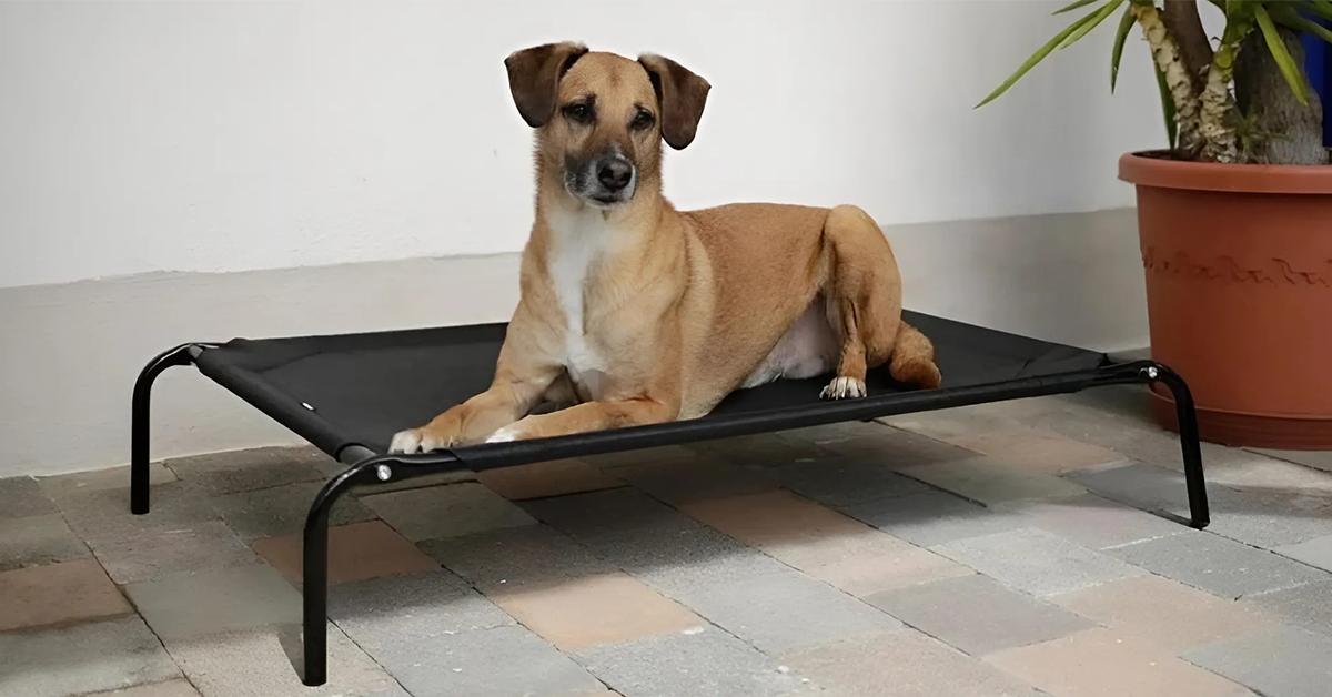 Lehátka pro psy: pohodlí a relaxace