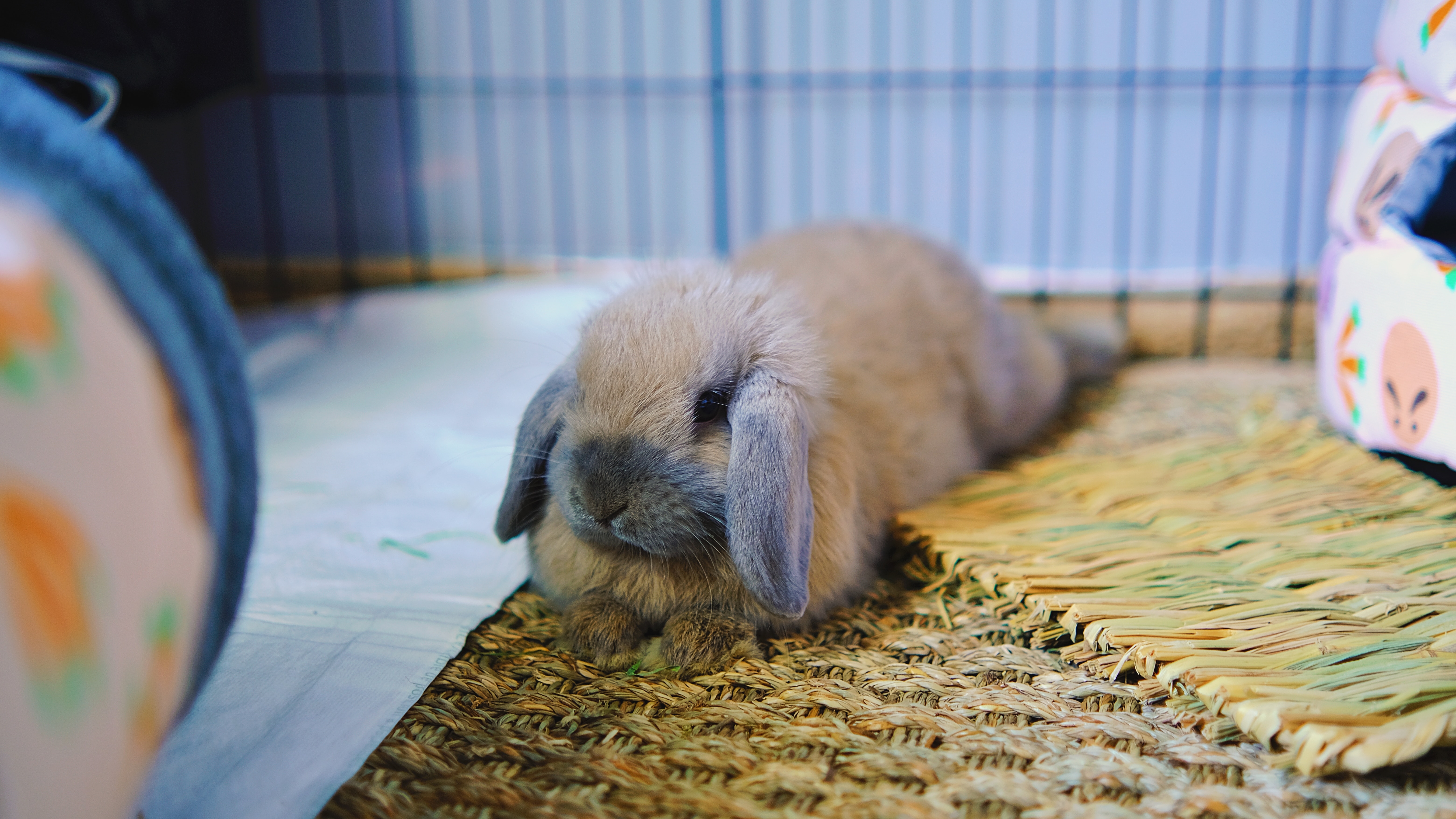 Výběh pro králíka: Jak pro něj vybrat ideální prostředí?