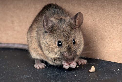Jak se zbavit myší? Vyzkoušejte plašič myší!