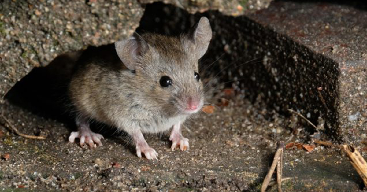 Jak se zbavit myší? Pomocí pastí nebo myšího jedu!