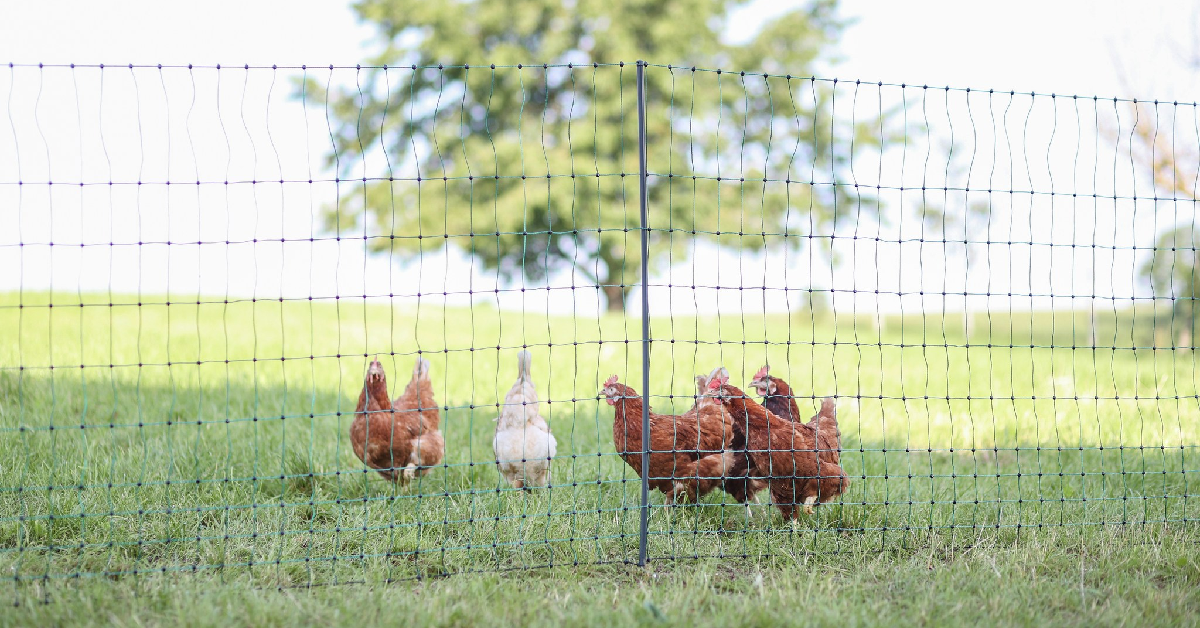 Premiová ohradníková síť KERBL