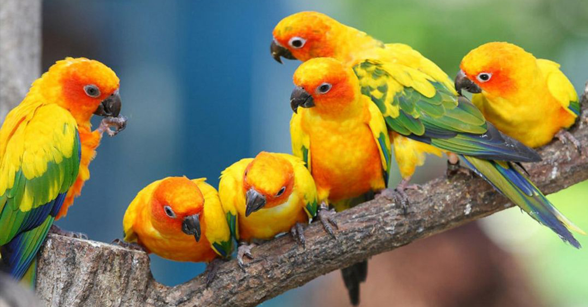 Význam vitamínů pro exotické ptactvo
