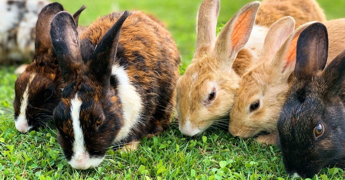Zahradní ohrádka pro králíka či morče