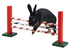 Překážky a hračky pro králíky