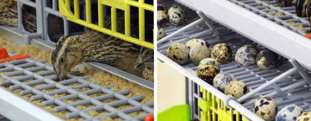 Chov Krepelek (dospělých jedinců, Quail Toto, Quail Toto plemeno) Chov Krepelek