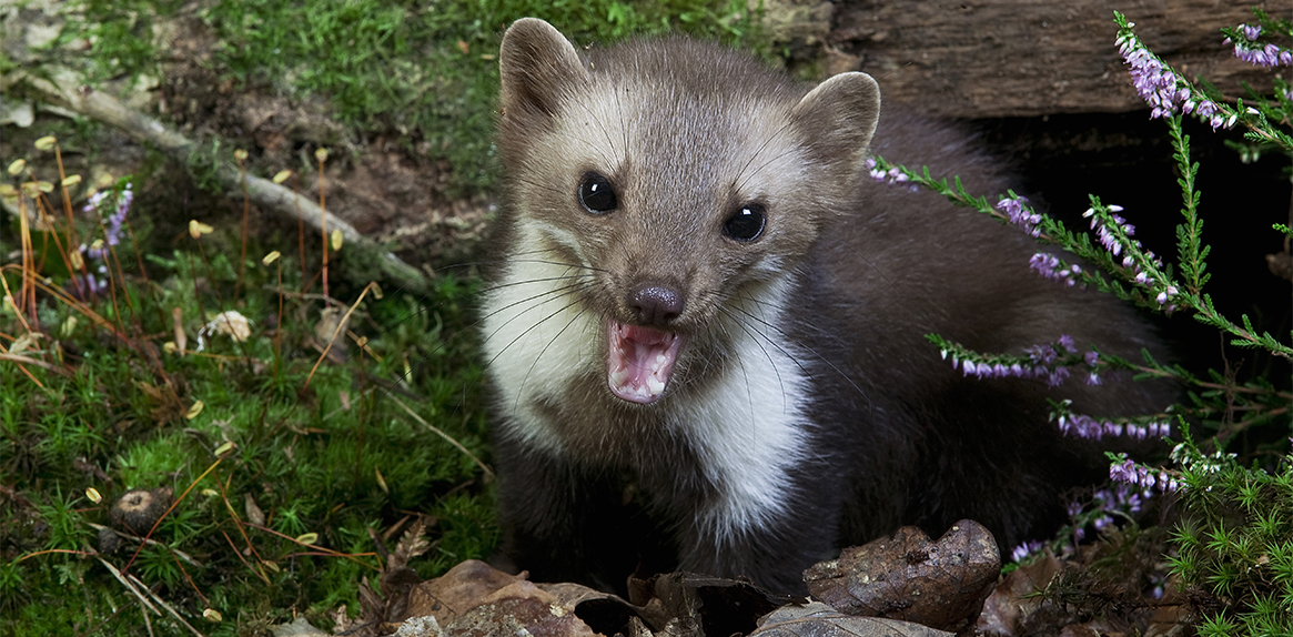 Odchyt Kuny (může vést, Tyto pasti, jako jsou, ochrany přírody) Odchyt Kuny