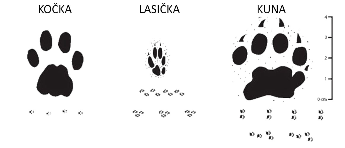Kuna Lesni Trus (Kuního Trusu, Kuní trus, trusu může, jako jsou) Kuna Lesni Trus
