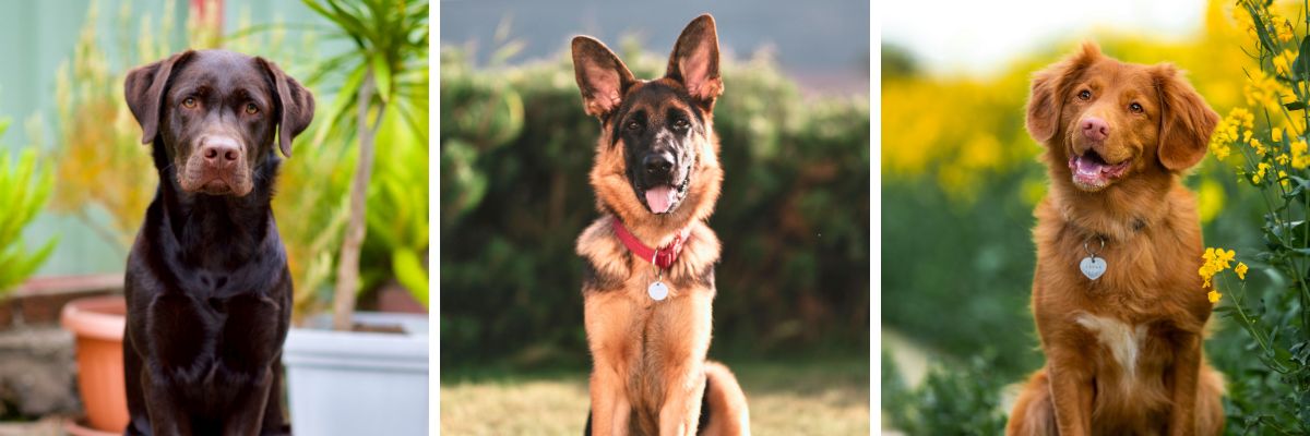dirka-pro-psy-kerbl-dog-mate-XL-hnede-text-02