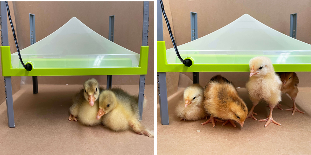 vyhrevna-topna-deska-pro-drubez-caleo-700-30-5x23cm_2