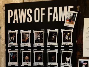  Paws of fame v BrewDog DogHouse Edinburgh