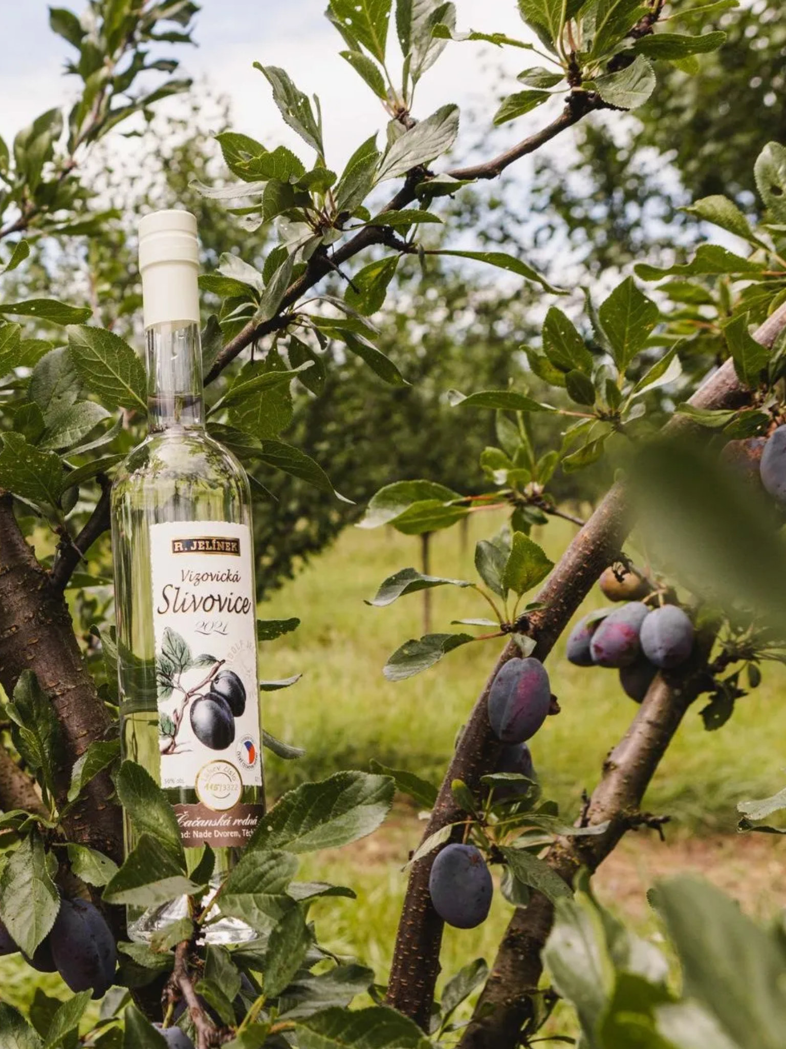 Vizovická slivovice 2021 Čačanská rodná 50% 0,7l