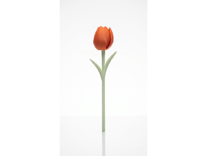 8345 oranzovy tulipan