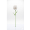 8333 bily tulipan