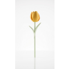 8342 zluty tulipan