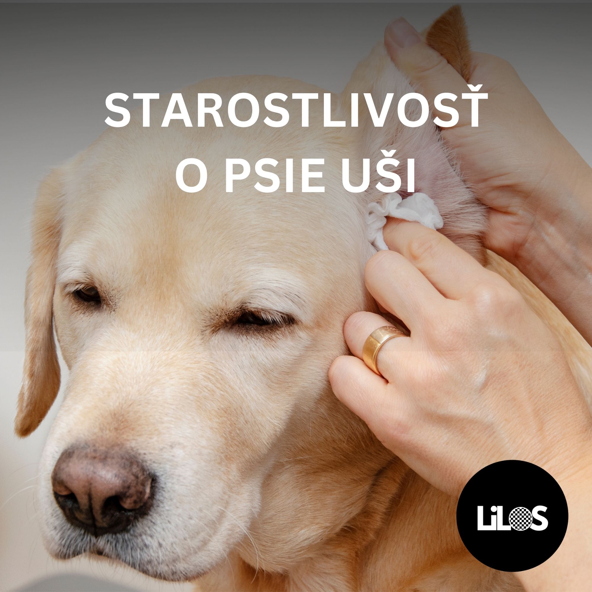 Starostlivosť o psie uši: Ako ich správne čistiť a predchádzať zápalom
