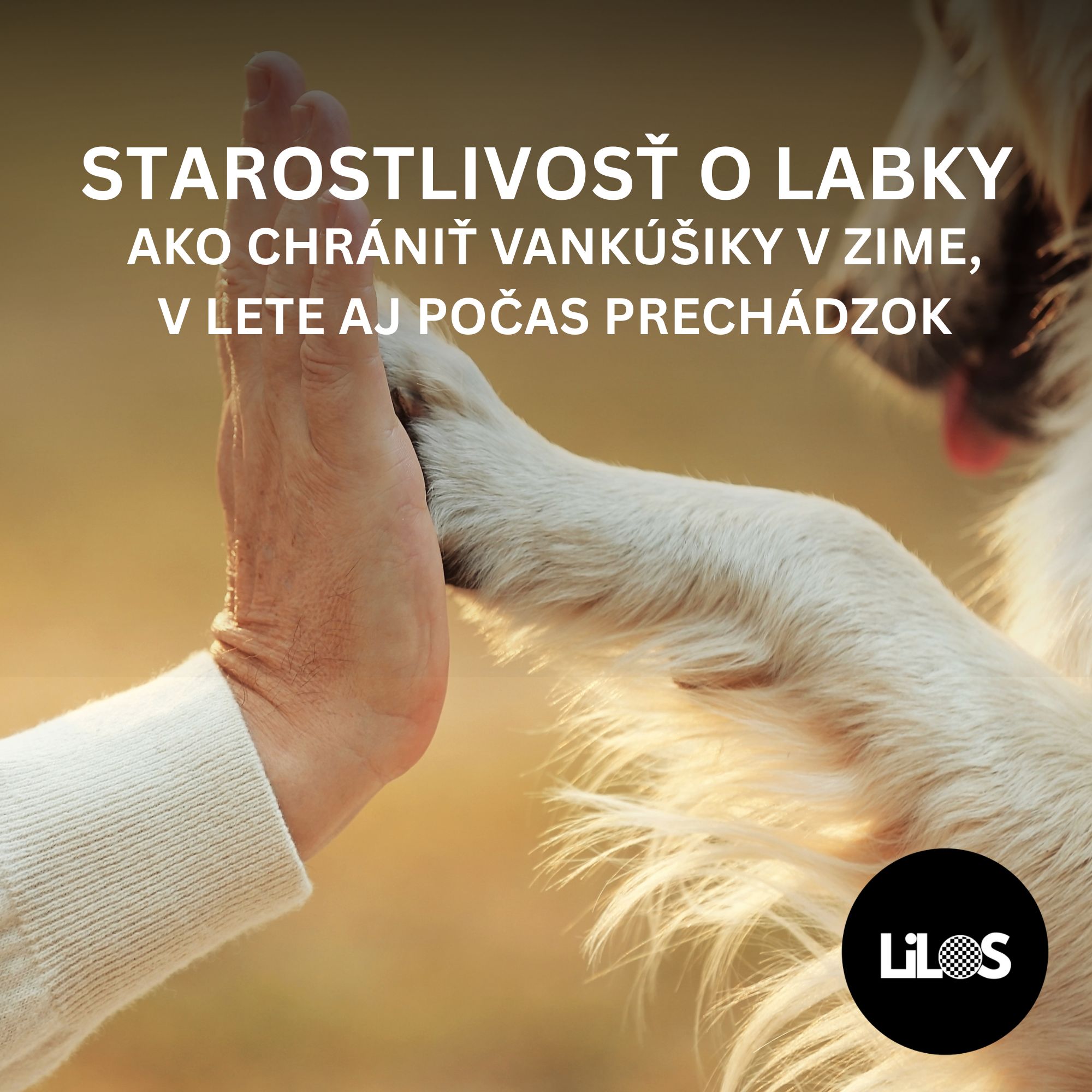 Starostlivosť o labky psov: Ako chrániť vankúšiky v zime, v lete aj počas prechádzok