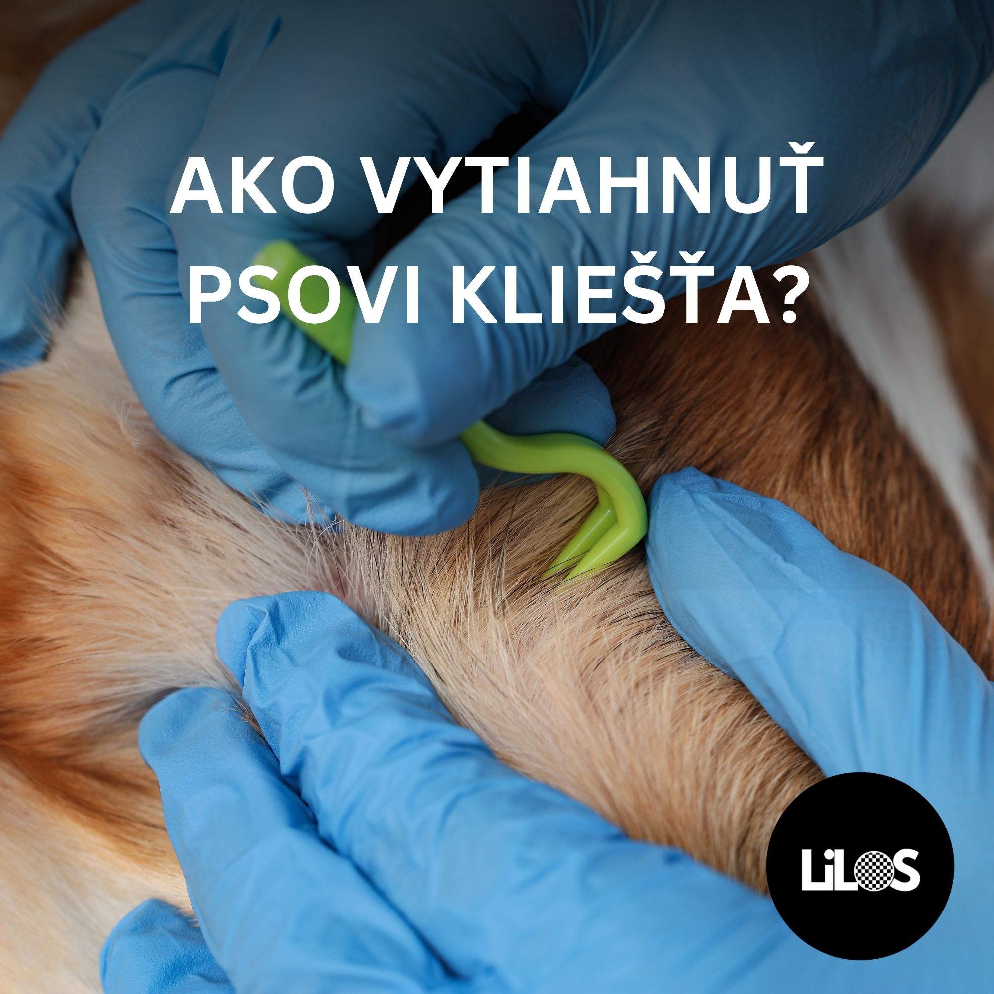 Ako správne vytiahnuť psovi kliešťa? Postup, riziká a prevencia